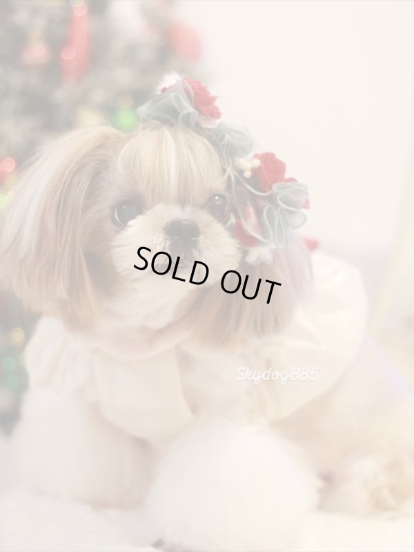 画像1: christmas2025・ベルベットローズ・グリーン