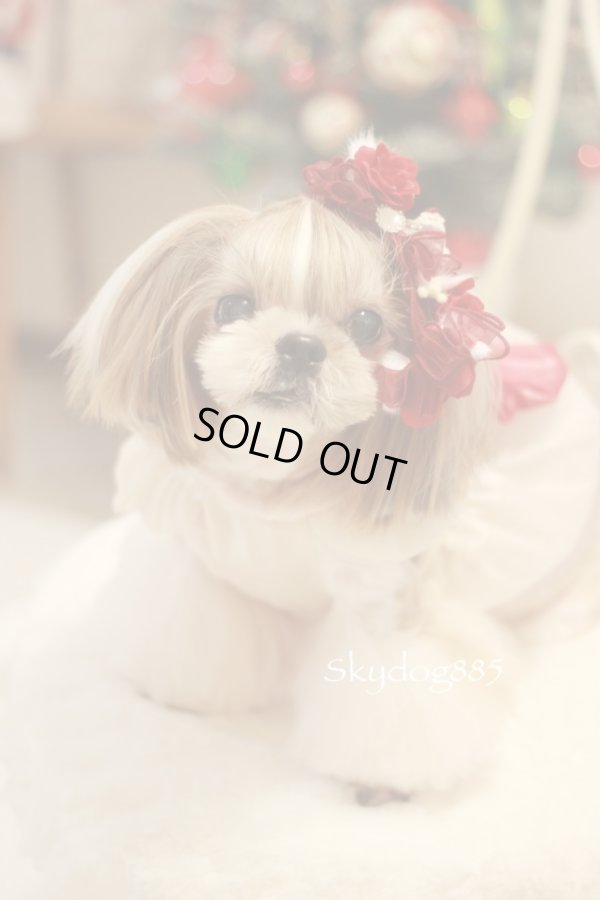 画像1: christmas2025・ベルベットローズ・レッド