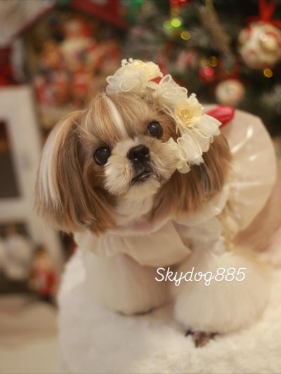 画像2: christmas2025・クリスマスローズ