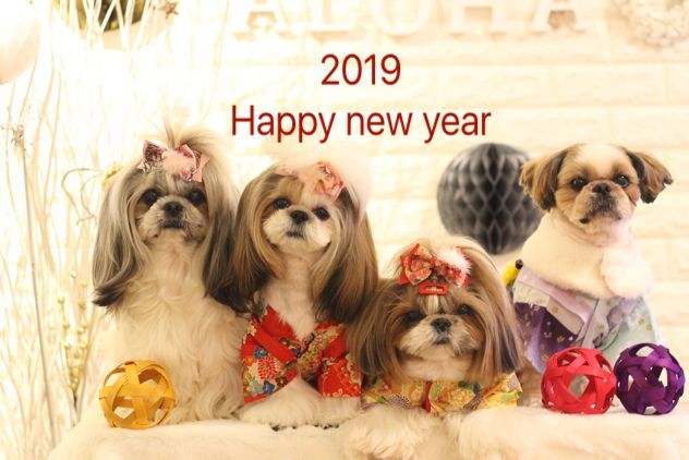 Happy new year 2019(*^^*)今年もよろしくお願いします